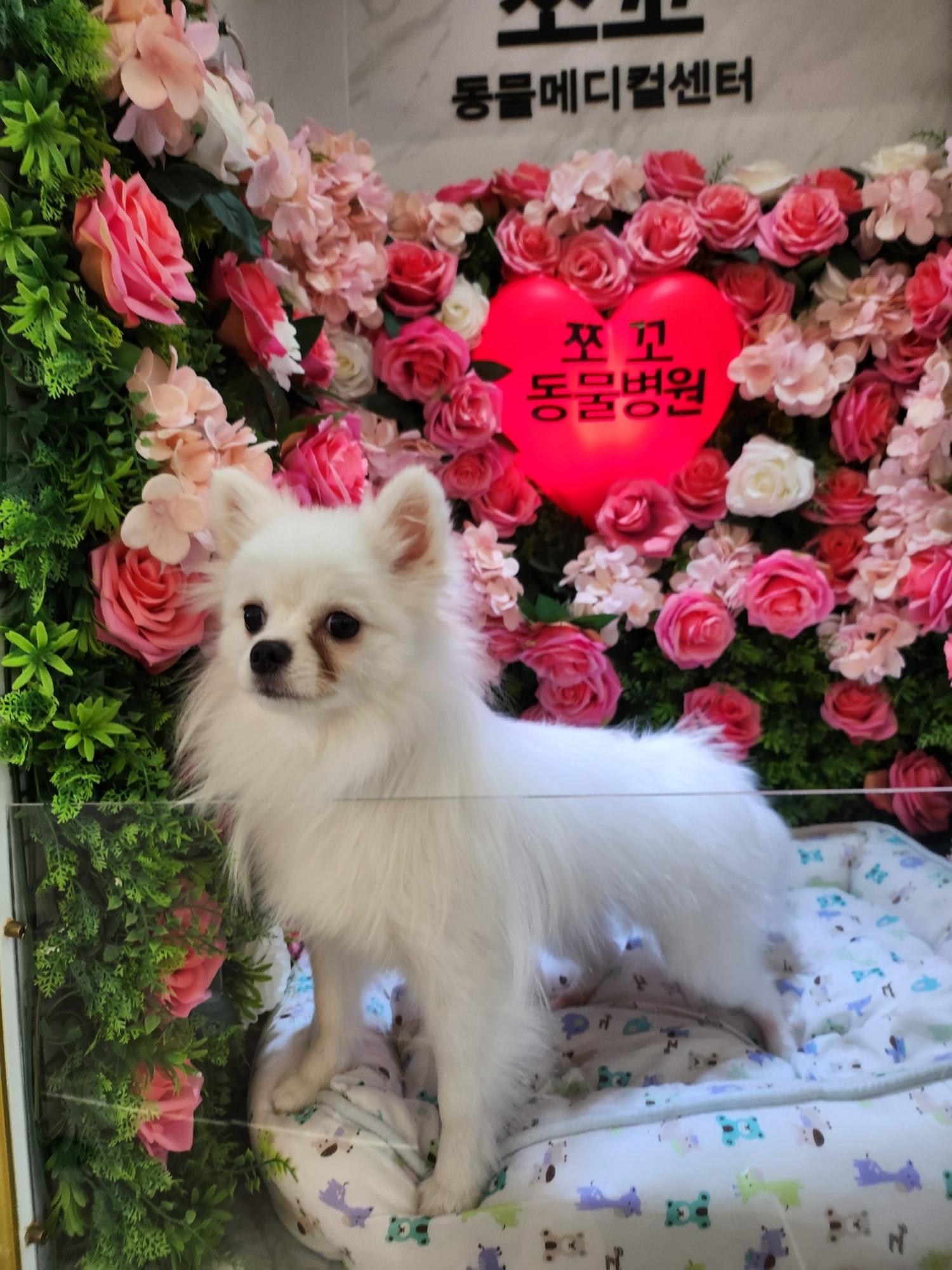포메라니안 이미지 파일 입니다.